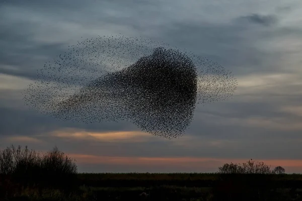 Murmuraciones Starling Una Gran Bandada Estorninos Vuela Atardecer Los Países — Foto de Stock