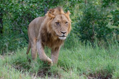 Güney Afrika 'nın Büyük Kruger Bölgesi Timbavati Oyun Rezervi' nde yürüyen aslan erkek.