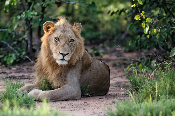 Oroszlán Hím Timbavati Game Reserve Nagyobb Kruger Régióban Dél Afrikában — Stock Fotó