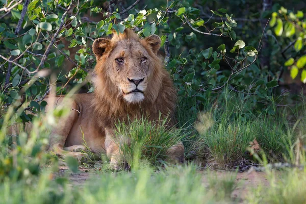 Samiec Lwa Timbavati Game Reserve Regionie Wielkiego Krugera Republice Południowej — Zdjęcie stockowe