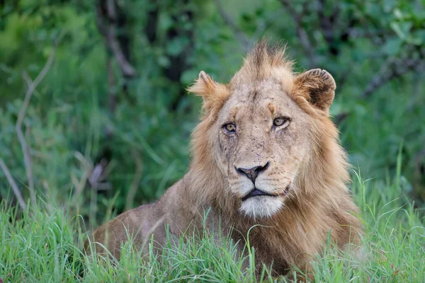 Samiec Lwa Timbavati Game Reserve Regionie Wielkiego Krugera Republice Południowej — Zdjęcie stockowe