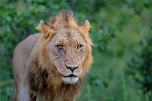 南非大克鲁格地区廷巴瓦提野生动物保护区的雄狮 — 图库照片