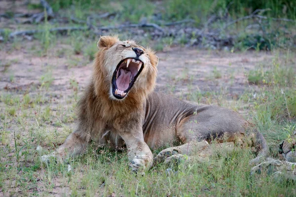 Lwi Mężczyzna Ziewanie Timbavati Game Reserve Regionie Greater Kruger Republice — Zdjęcie stockowe