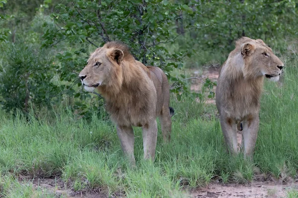 Hombre León Caminando Reserva Caza Timbavati Región Del Gran Kruger — Foto de Stock