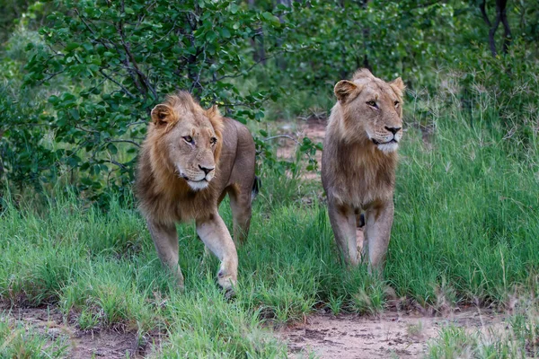 Homem Leão Caminhando Timbavati Game Reserve Região Grande Kruger África — Fotografia de Stock