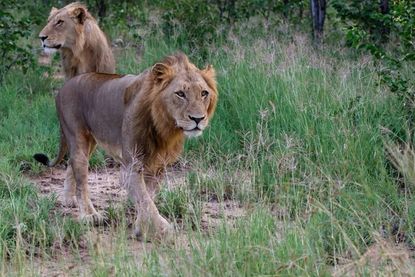 Hombre León Caminando Reserva Caza Timbavati Región Del Gran Kruger —  Fotos de Stock