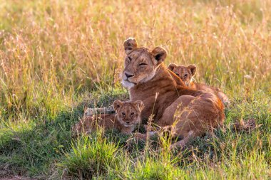 Küçük yavrularıyla birlikte Kenya 'daki Masai Mara Milli Parkı' nda dinlenen dişi aslan.