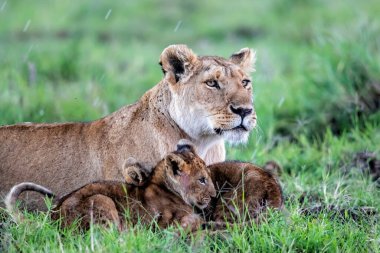 Küçük yavrularıyla birlikte Kenya 'daki Masai Mara Milli Parkı' nda dinlenen dişi aslan.