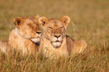 Kenya 'daki Masai Mara oyun parkında dinlenen aslan dişiler.