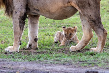 Aslan yavrusu Kenya 'daki Masai Mara Milli Parkı' nda dünyayı keşfeder.