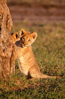 Kenya 'daki Masai Mara Milli Bankası' nda oynayan aslan yavruları.