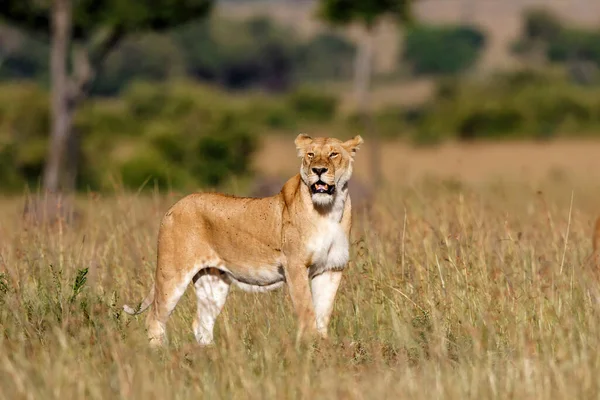 Lion hunting in the Masai Mara National Park in Kenya