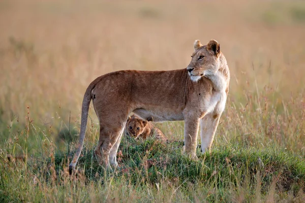 Oroszlán Kis Kölykökkel Masai Mara Nemzeti Parkban Pihennek Kenyában — Stock Fotó