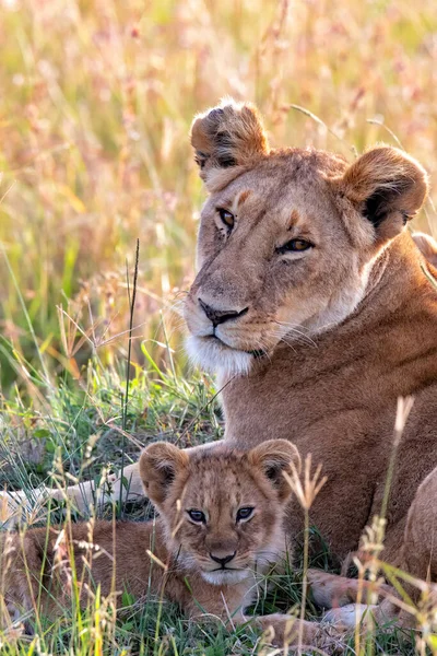 Lioness Dengan Anaknya Kecil Beristirahat Taman Nasional Masai Mara Kenya — Stok Foto