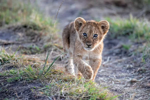 Filhote Leão Descobre Mundo Parque Nacional Masai Mara Quênia — Fotografia de Stock