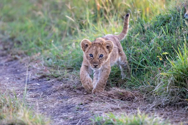 Filhote Leão Descobre Mundo Parque Nacional Masai Mara Quênia — Fotografia de Stock