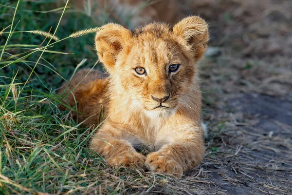 León Cachorro Descubre Mundo Parque Nacional Masai Mara Kenia — Foto de Stock