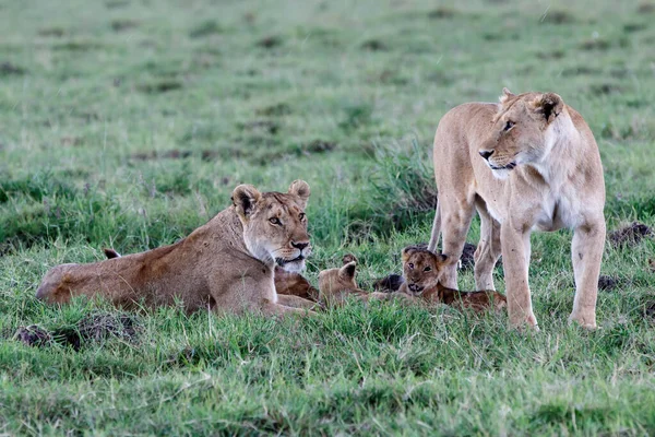 Leona Con Cachorros Pequeños Descansando Parque Nacional Masai Mara Kenia — Foto de Stock