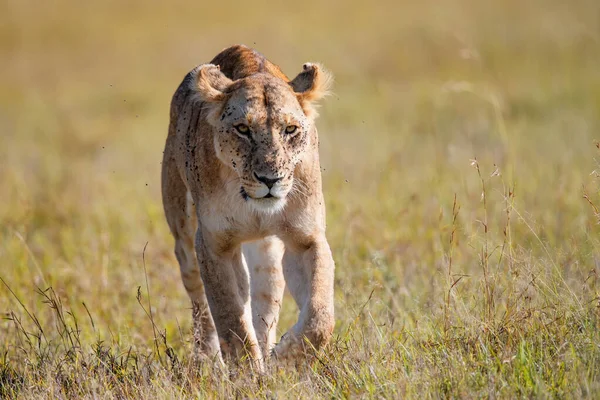 Lew Samica Spacerująca Rezerwacie Masai Mara Game Reserve Kenii — Zdjęcie stockowe