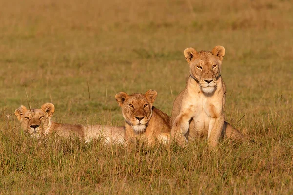 Leeuwenwijfjes Rustend Het Masai Mara Natuurreservaat Kenia — Stockfoto