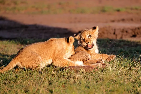 Cachorros Leones Jugando Reserva Nacional Masai Mara Kenia —  Fotos de Stock