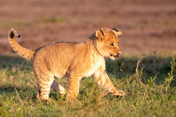 Aslan yavrusu Kenya 'daki Masai Mara Milli Parkı' nda dünyayı keşfeder.