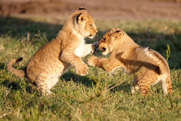 Cachorros Leones Jugando Reserva Nacional Masai Mara Kenia —  Fotos de Stock