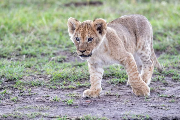 León Cachorro Descubre Mundo Parque Nacional Masai Mara Kenia — Foto de Stock