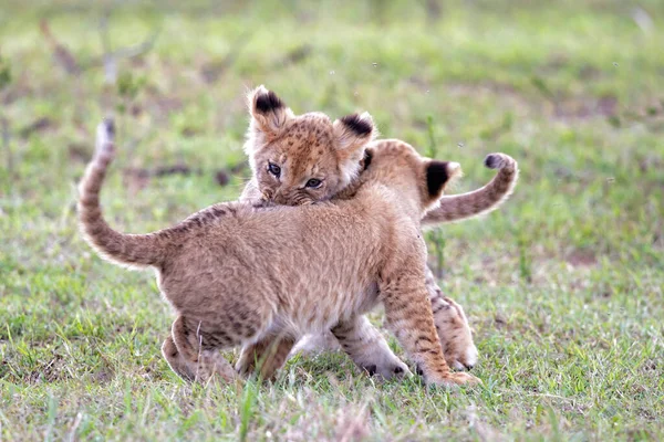 在肯尼亚Masai Mara国家保护区玩耍的狮子宝宝 — 图库照片