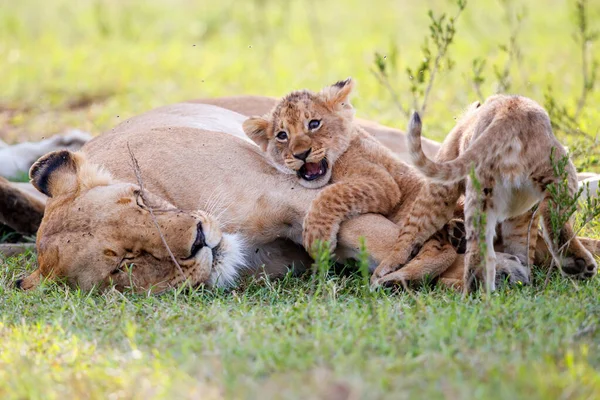 Leona Con Cachorros Pequeños Descansando Parque Nacional Masai Mara Kenia —  Fotos de Stock
