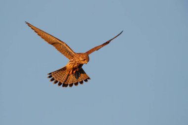 Hollanda 'daki çayırlarda günün son sıcak ışığında yaygın kerkenez (Falco tinnunculus) uçuyor.