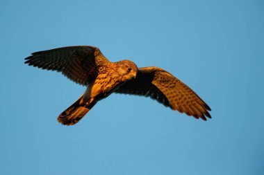 Hollanda 'daki çayırlarda günün son sıcak ışığında yaygın kerkenez (Falco tinnunculus) uçuyor.