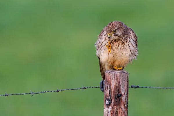 Κοινό Kestrel Falco Tinnunculus Που Κάθεται Στύλο Στα Λιβάδια Των — Φωτογραφία Αρχείου