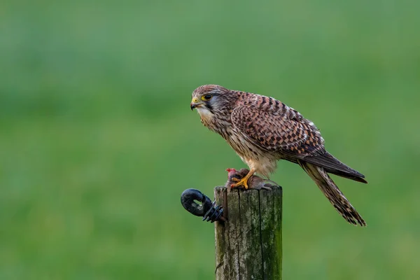 Kestrel Falco Tinnunculus Äter Mus Stolpe Ängarna Nederländerna — Stockfoto