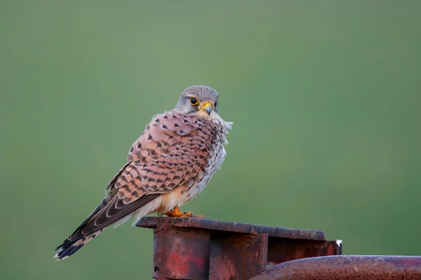 Zagroda Zwyczajna Falco Tinnunculus Siedząca Słupie Łąkach Niderlandach — Zdjęcie stockowe