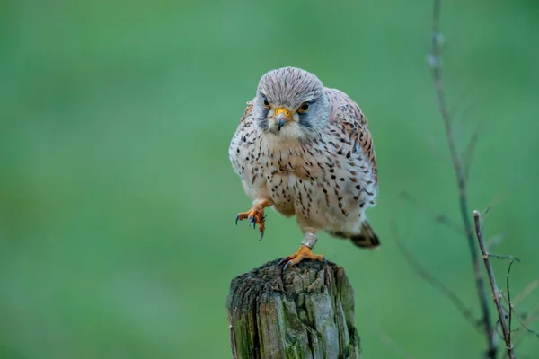 Zagroda Zwyczajna Falco Tinnunculus Siedząca Słupie Łąkach Niderlandach — Zdjęcie stockowe