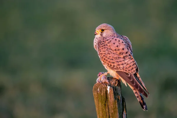 Turmfalke Falco Tinnunculus Frisst Eine Maus Auf Einer Stange Auf — Stockfoto