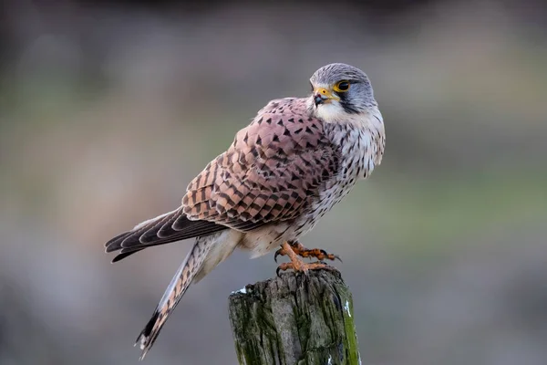 Společný Kestrel Falco Tinnunculus Sedící Tyči Loukách Nizozemsku — Stock fotografie