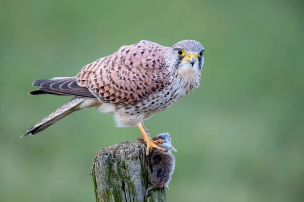 Gheppio Comune Falco Tinnunculus Che Mangia Topo Palo Nei Prati — Foto Stock