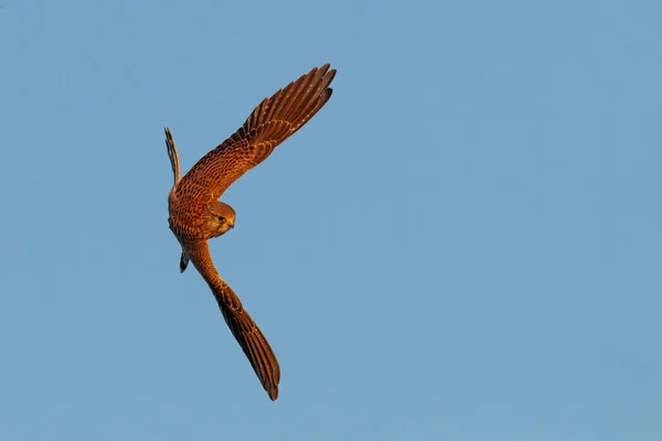 オランダの牧草地でのその日の最後の暖かい光の中を飛ぶ一般的なケストレル Falco Tinnunculus — ストック写真