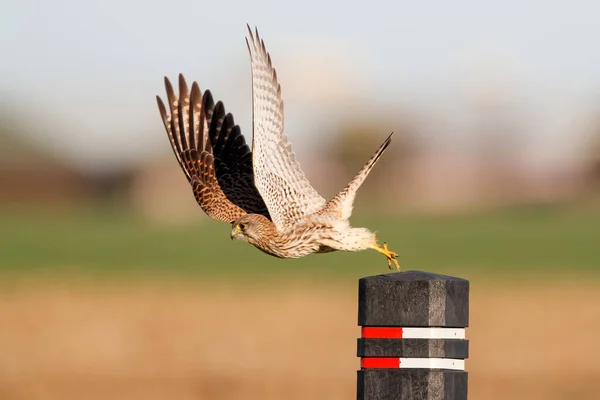 Crécerelle Commun Falco Tinnunculus Envolant Dans Les Prairies Aux Pays — Photo