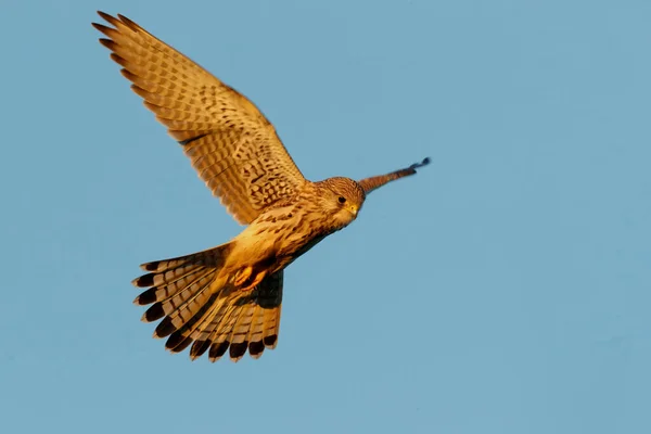 Common Kestrel Falco Tinnunculus Flying Last Warm Light Day Meadows — Stock Photo, Image