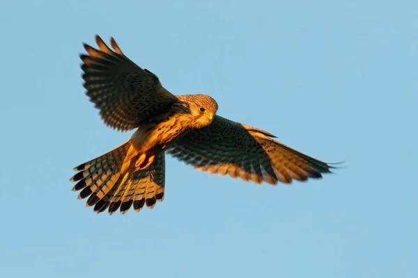 Common Kestrel Falco Tinnunculus Flying Last Warm Light Day Meadows — Stock Photo, Image