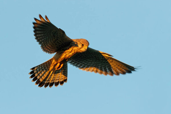 common kestrel (Falco tinnunculus)  flying in the last warm light of the day in the meadows in the Netherlands