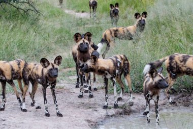 Afrika Vahşi Köpeği, Güney Afrika 'nın Büyük Kruger bölgesinde Manyeleti oyun parkında içki içiyor.
