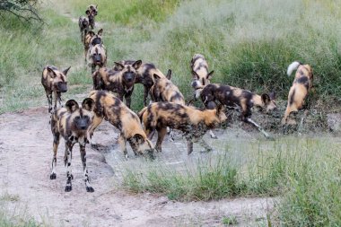 Afrika Vahşi Köpeği, Güney Afrika 'nın Büyük Kruger bölgesinde Manyeleti oyun parkında içki içiyor.