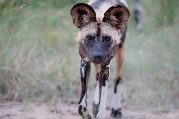 Retrato Perro Salvaje Africano Reserva Caza Manyeleti Región Del Gran — Foto de Stock