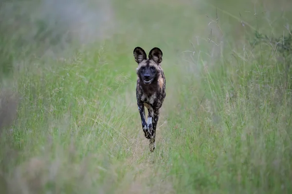 African Wild Dog Τρέχει Ένα Αποθεματικό Παιχνίδι Στην Ευρύτερη Περιοχή — Φωτογραφία Αρχείου