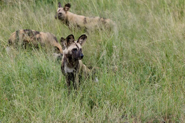 African Wild Dog Promenader Manyeleti Spelreservat Greater Kruger Regionen Sydafrika — Stockfoto