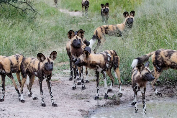 African Wild Dog Bebendo Reserva Caça Manyeleti Região Grande Kruger — Fotografia de Stock